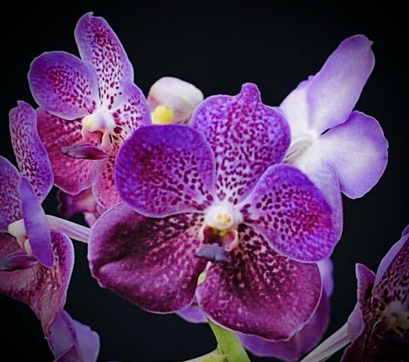 V. Kultana Violeta Blue X Self