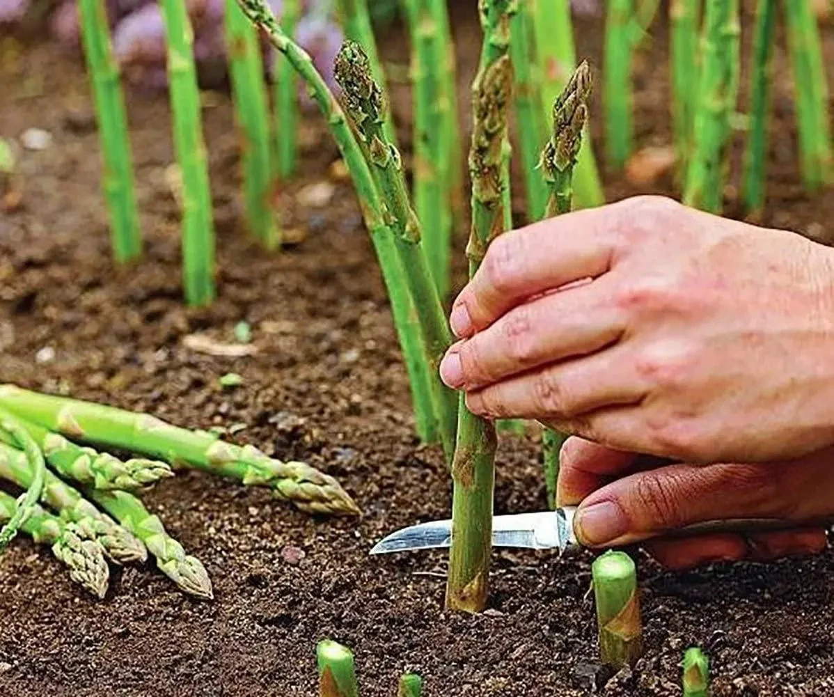 6 Asparagus Crowns “Mary Washington” (Pack of 6 Bare Root Plants) Zones 3-8