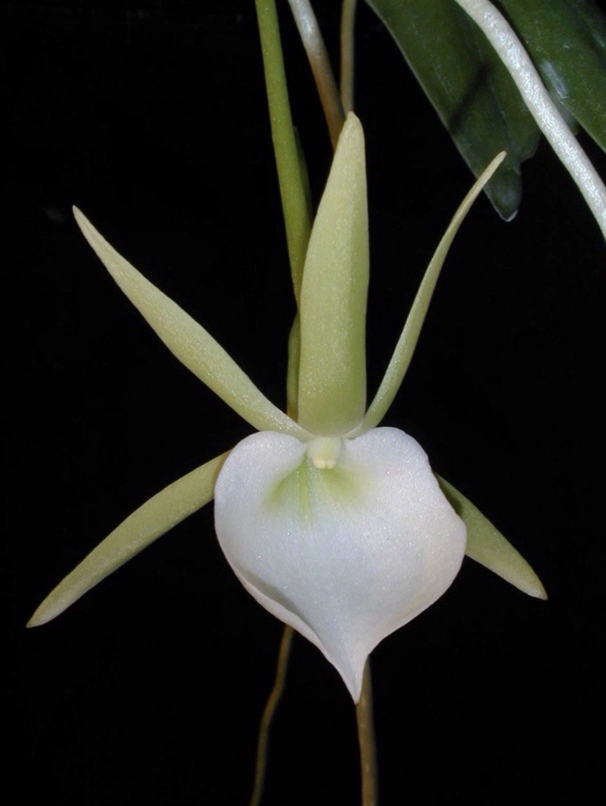 Fragrant species – Angraecum birrimense