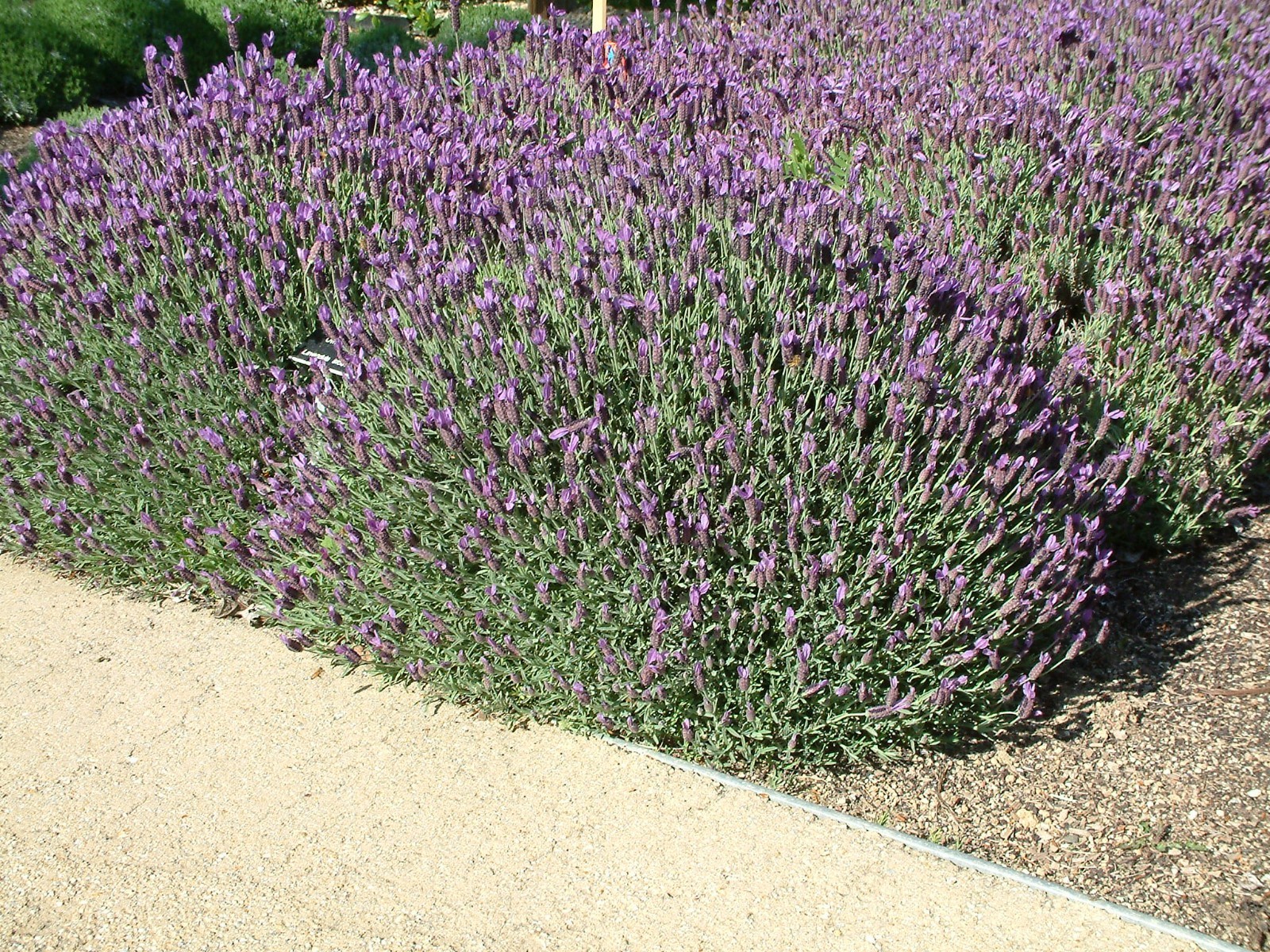 200+ PNW Spanish “Butterfly” Lavandar * Seeds Only * Small Batch Organic