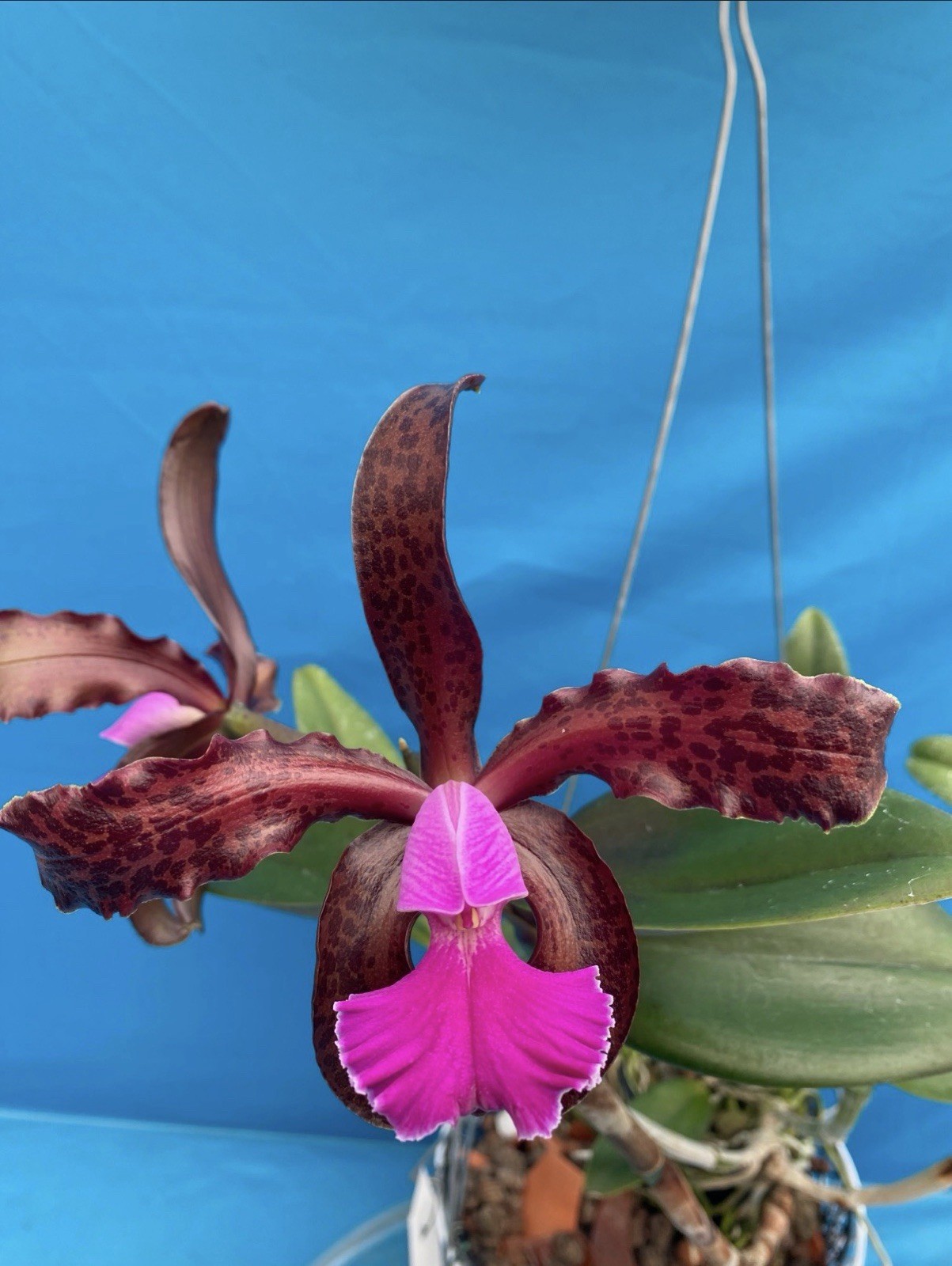 Cattleya Mareeba Tiger ‘Kylo Ren’ AM X ‘Darth Sidius’ AM Orchid Eros 9” Basket