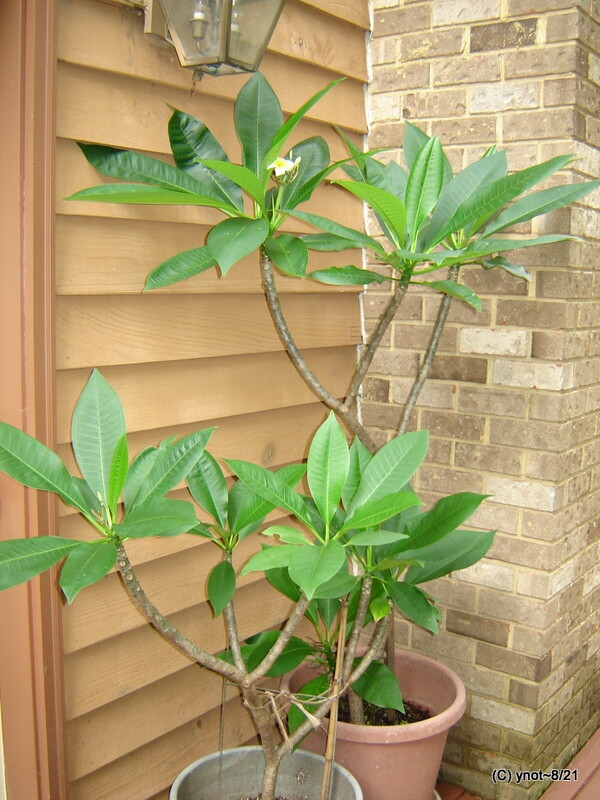 white/gold Hawaii PLUMERIA Cutting 12-18″ stem ~ green leaves attached