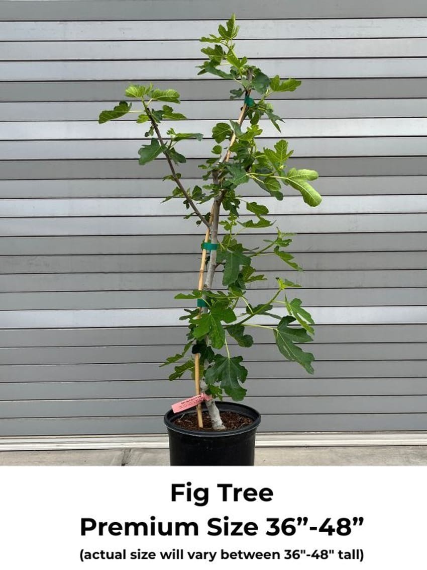 36-48″ tall Black Mission Fig Plant – Ficus carica tree