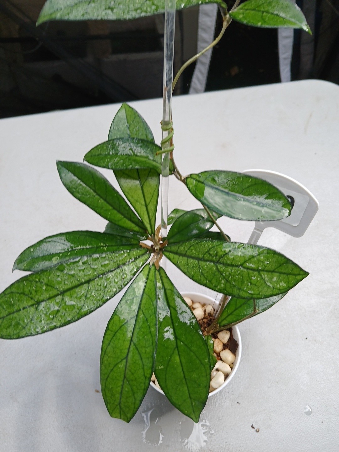 #360- Hoya CRASSIPETIOLATA Green LIVE PLANT,