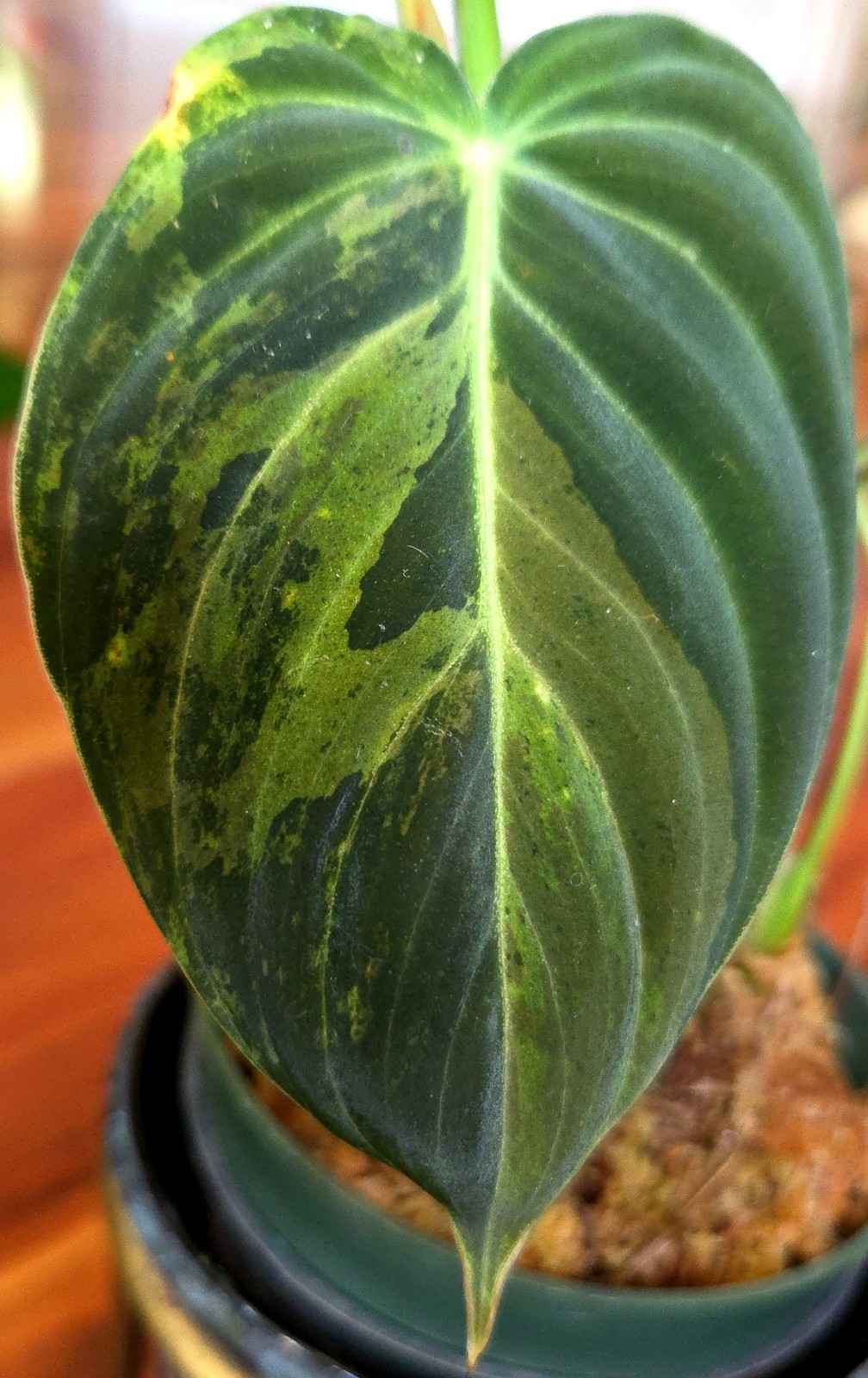 Rare Philodendron Variegated Melanochrysum 13″ Tall Not Anthurium Aroid Monstera