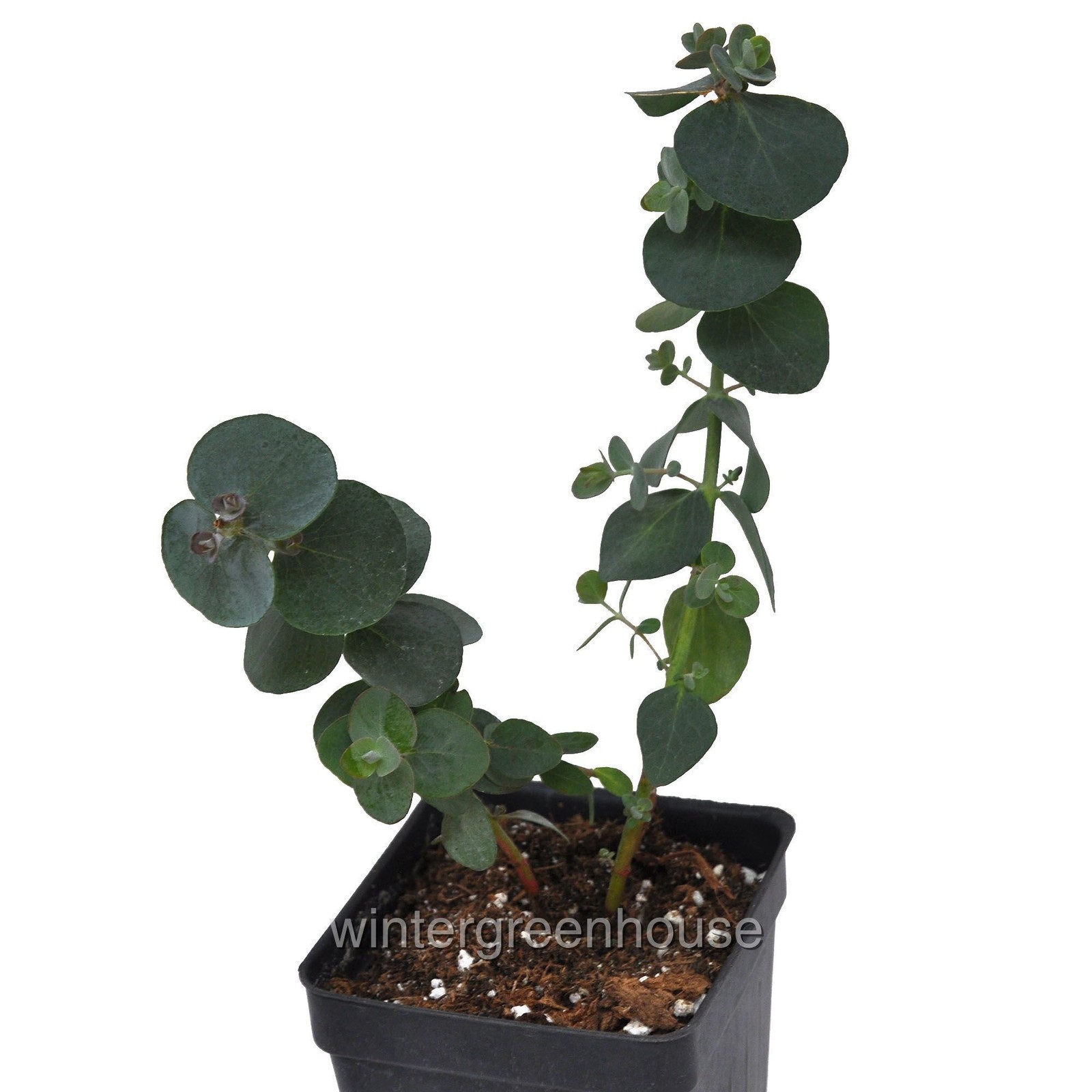 Eucalyptus pulverulenta, Baby blue, Florist Silver Dollar
