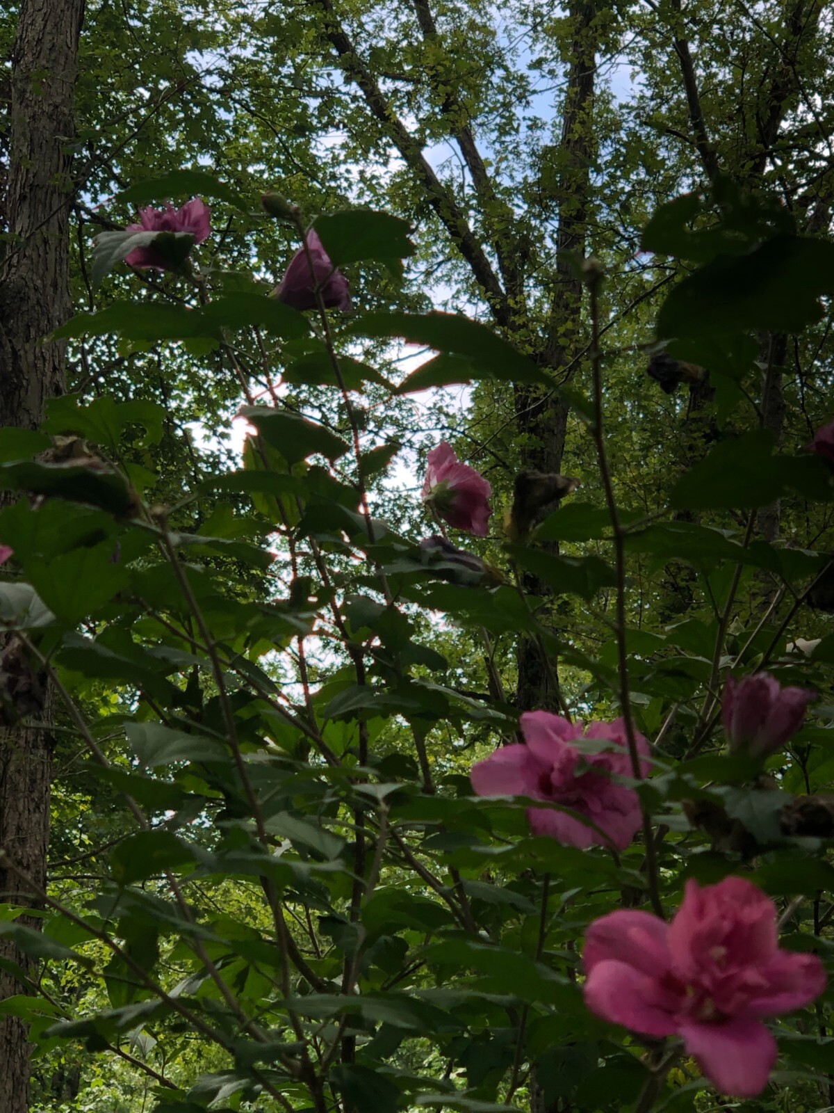 Magenta Chiffon Rose Of Sharon Live Plant With Roots(Buy 1 Get Small Plant Free)
