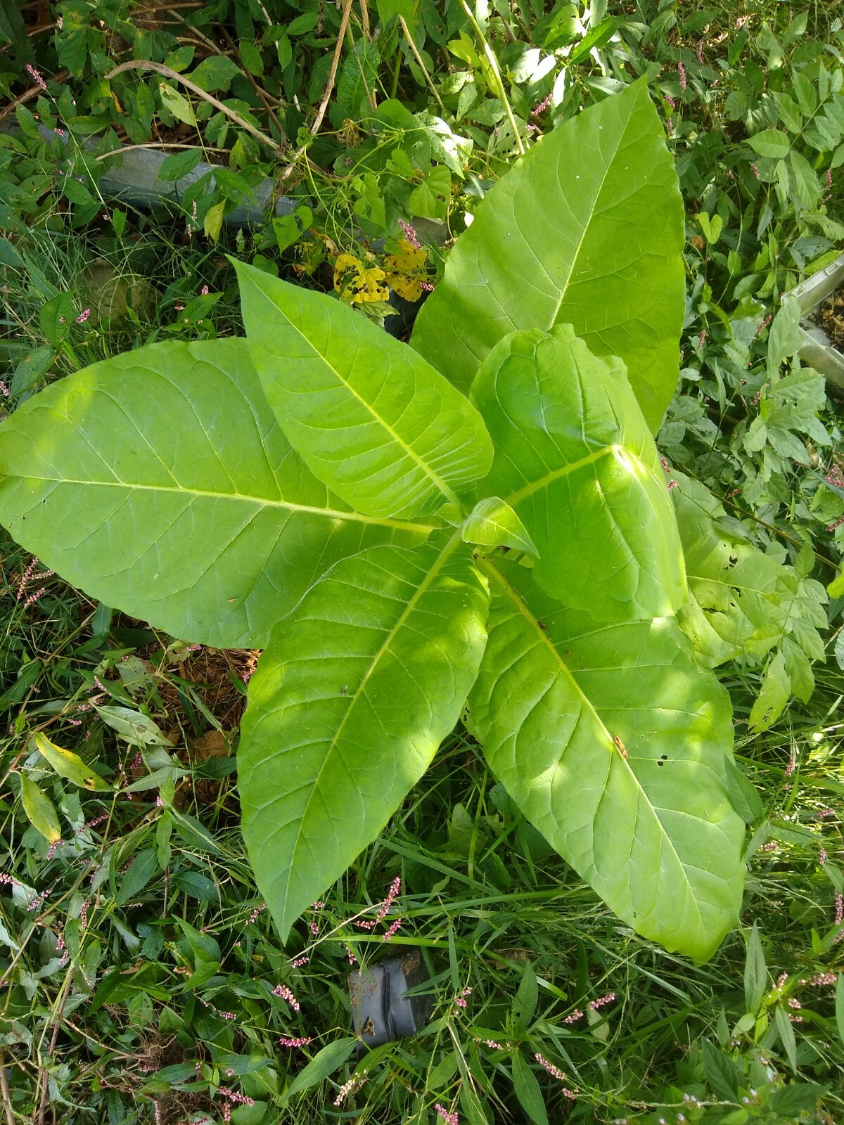 Tobacco Seed 1000 Harvest Gold (Nicotiana Tabacum) 2022 Free Shipping