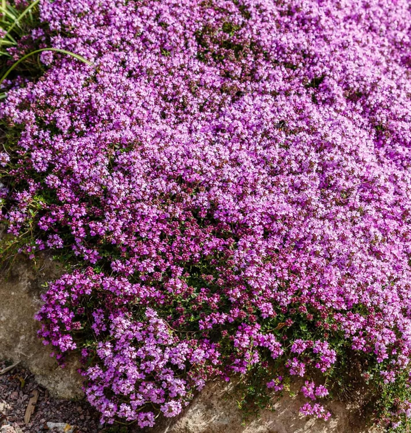 Creeping Magic Thyme Seeds for Planting, 19000+ Mixed Thymus Seeds, Perennial Co