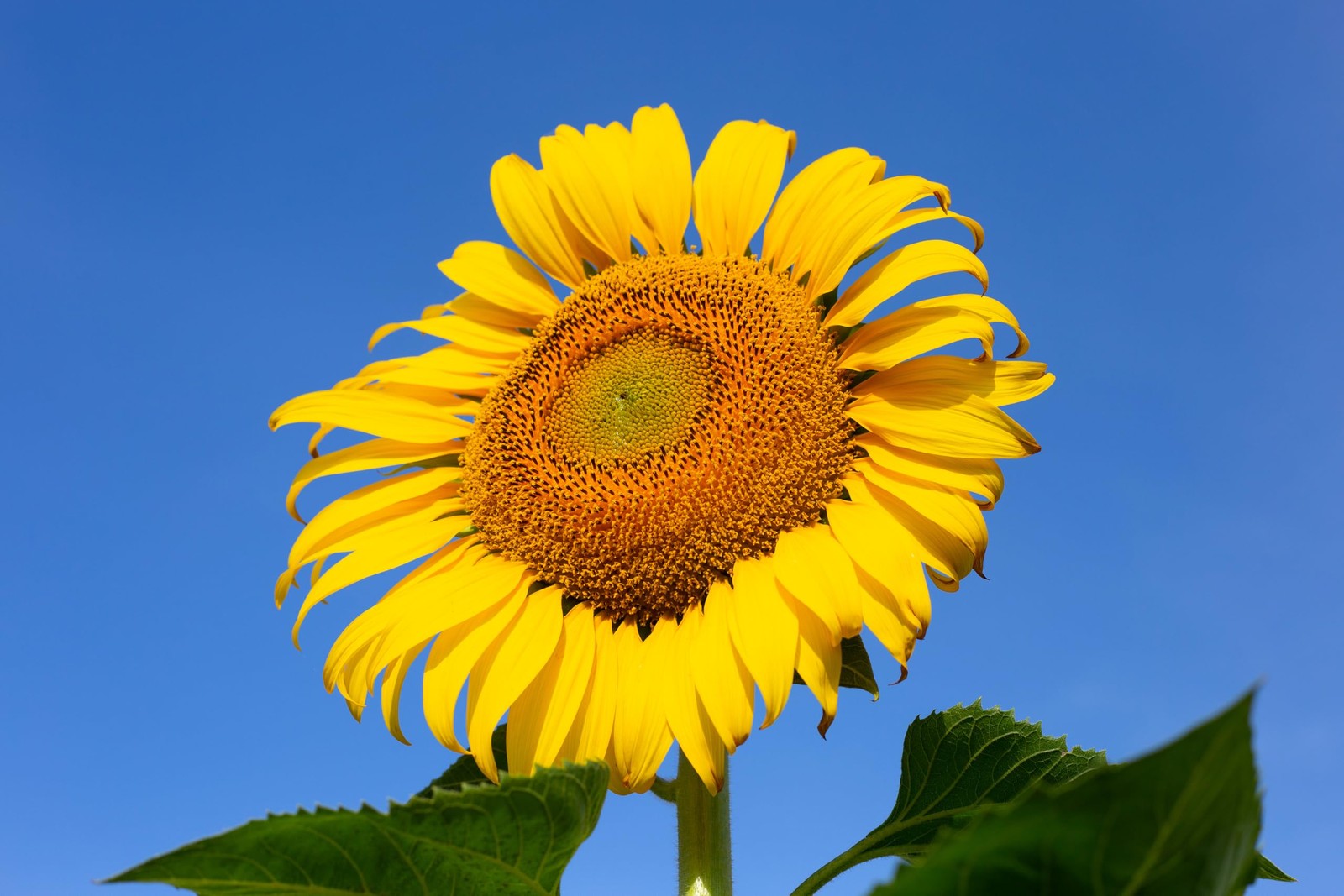 TKE Farms & Gardens – Mammoth Sunflower Seeds for Planting, 100+ Yellow