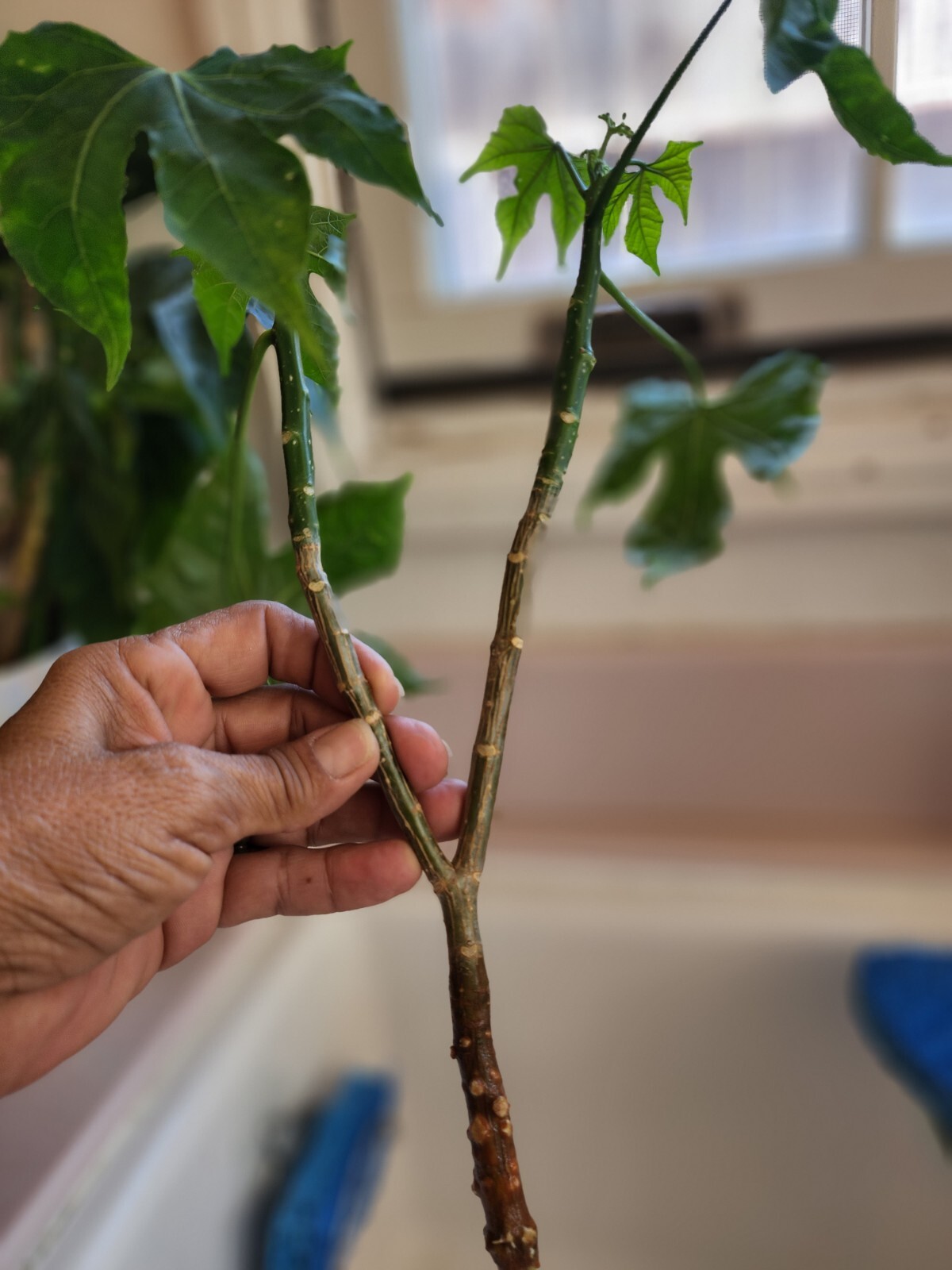 Chaya Organic Two branches Miracle Spinach Plant Cnidoscolus aconitifolius