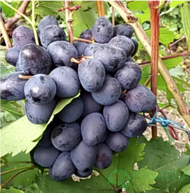 Sudarushka grape- 2 hardwood cuttings ,imported/Ukraine- no roots- easy to root