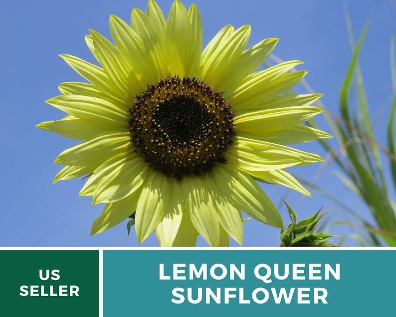 Sunflower, Lemon Queen – 25 Seeds – Medicinal & Culinary (Helianthus annuus)