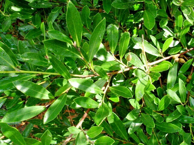 10 BLUE LEAF ISU SEEDS – ( EVERGREEN WITCH HAZEL ) Distylium myricoides