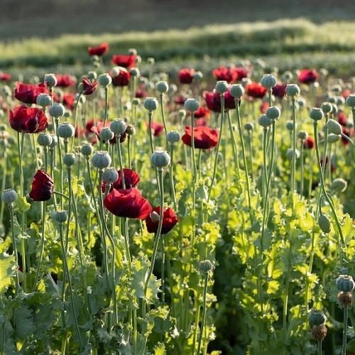 English Maroon Poppy Seeds XL Dark Red Flowers Stratified Genuine P Somniferum
