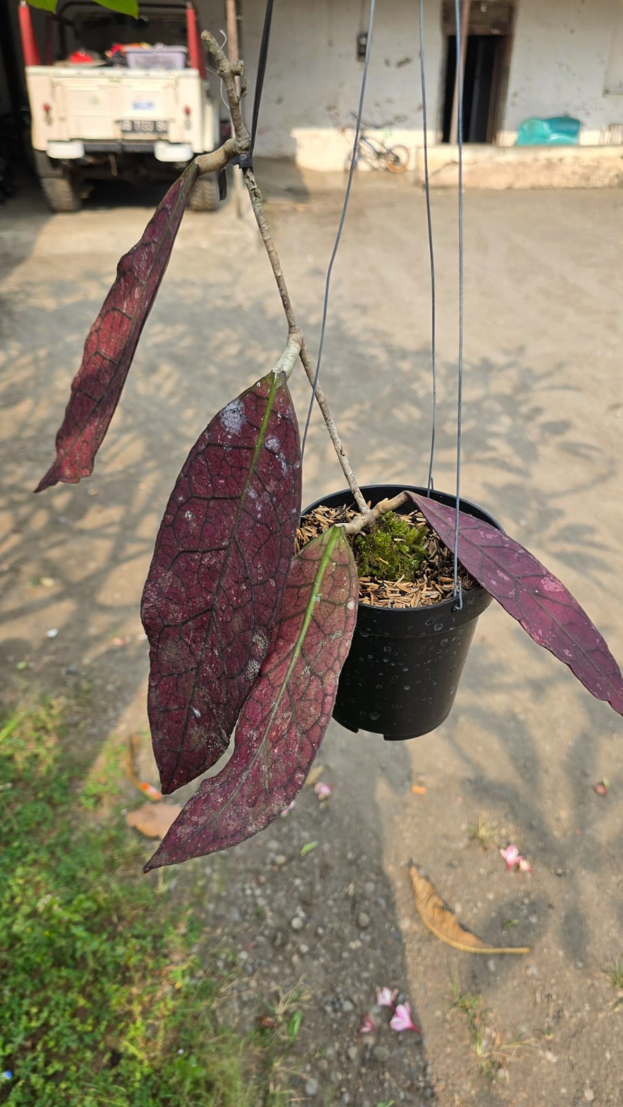 Real Pict Hoya Clemesiorum Super Red Leaves