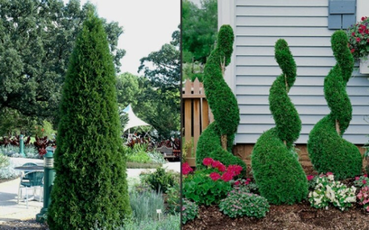 Arborvitaes Shimmering Emeralds Thujas Occidentalis Green Foliage Gardens 4” Pot