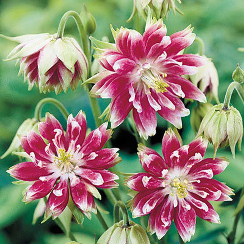 125 Columbine Nora Barlow Perennial Seeds of The Brooklyn Botanical Garden Club!