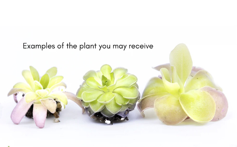 Mexican Butterwort Pinguicula – Live Carnivorous Plant Grower’s Choice