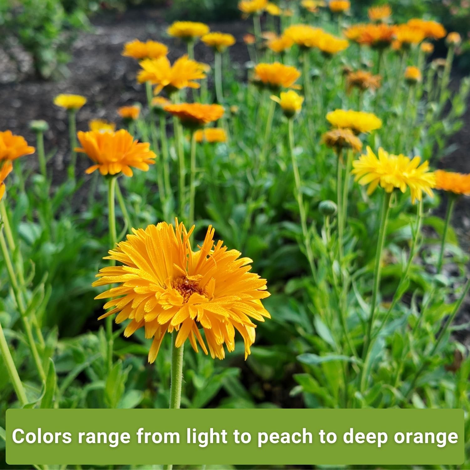 Sow Right Seeds – Calendula Seed Collection for Planting – Non-GMO Mix