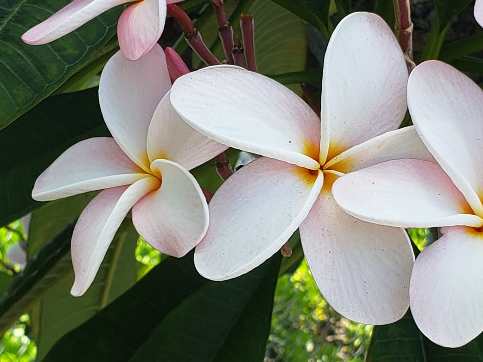 Rare Plumeria. One Slaughter Pink plumeria cuttings 8 to 14”. Free Shipping