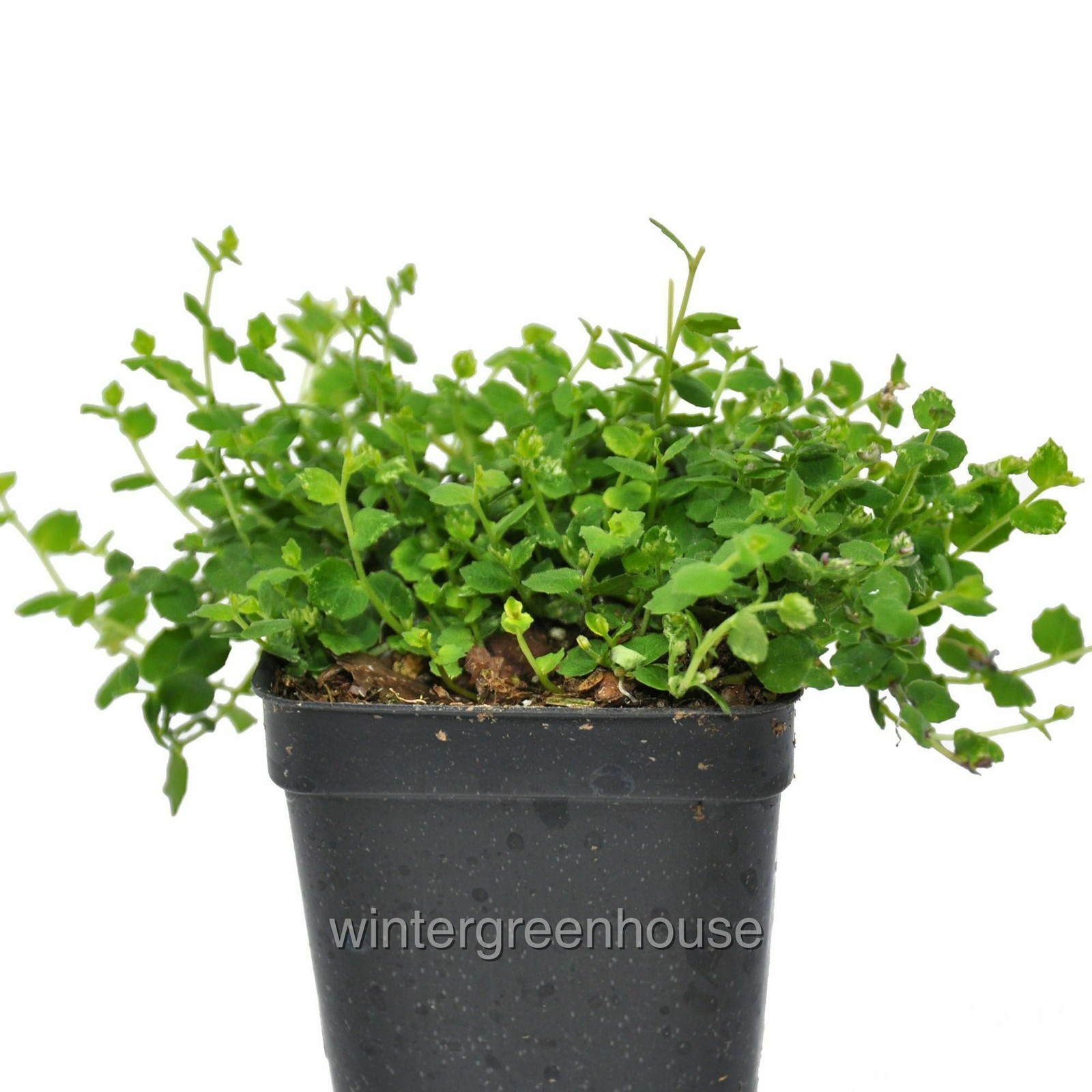 Isotoma fluviatilis, Blue Star Creeper, Container Size: 3″ (2.6×3.5″)