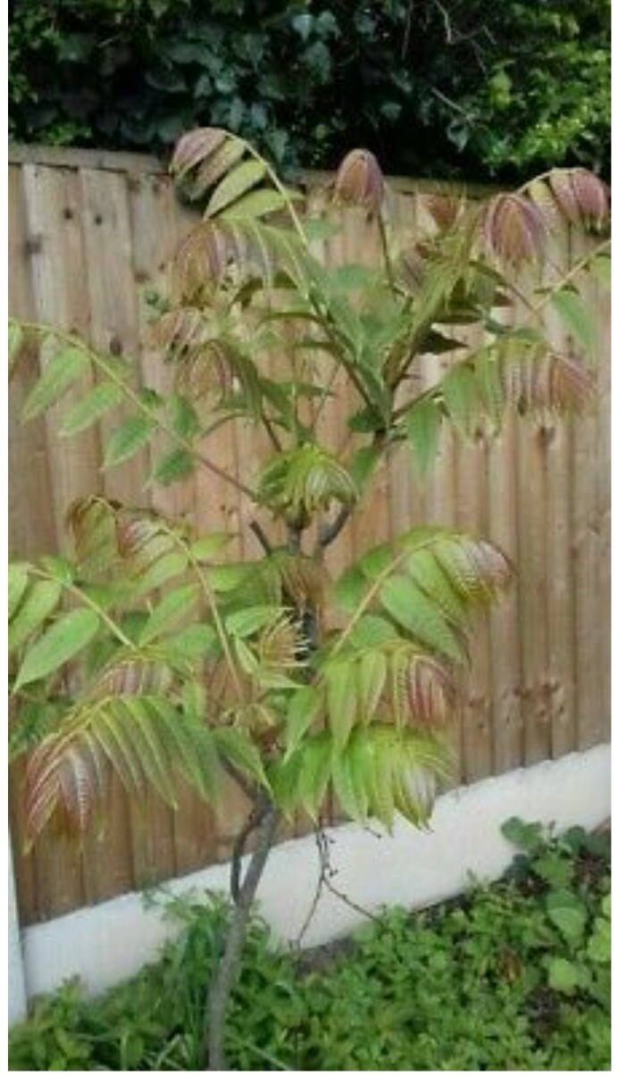 2 organic Chinese Toona Toon Sinensis Mahogany XiangChun TREE, 6-10inches 红油香椿树