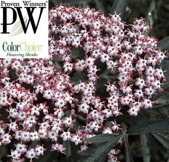 Sambucus Nigra Black Lace Elderberry Hardy Live Plant Proven Winners 4″ Pot Yard