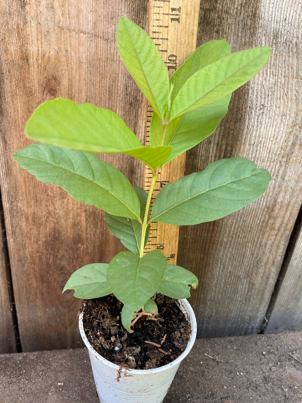 1 Asian Cream White Tropical Guava Fruit Tree Psidium Guajava Tree App 14″