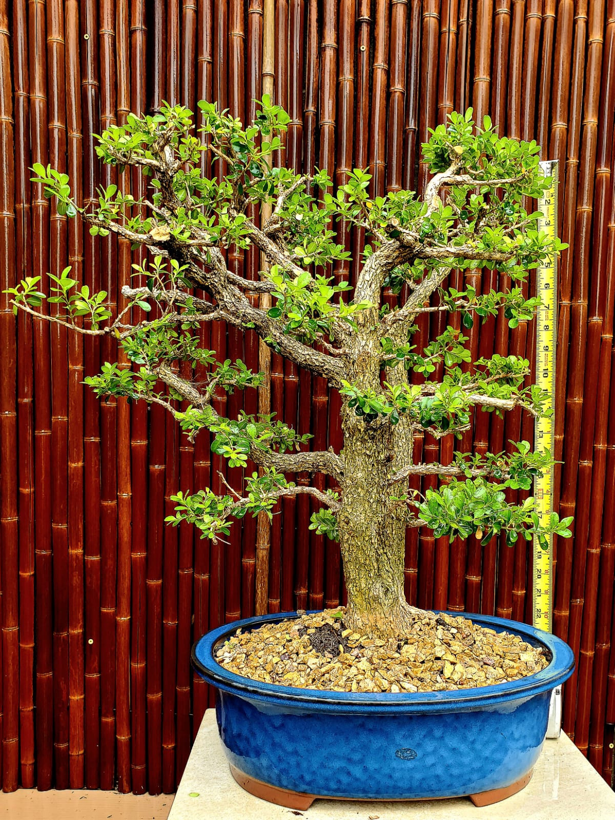 Exquisite Japanese Boxwood Bonsai: Finished Double Trunk – Must-Have! 27″