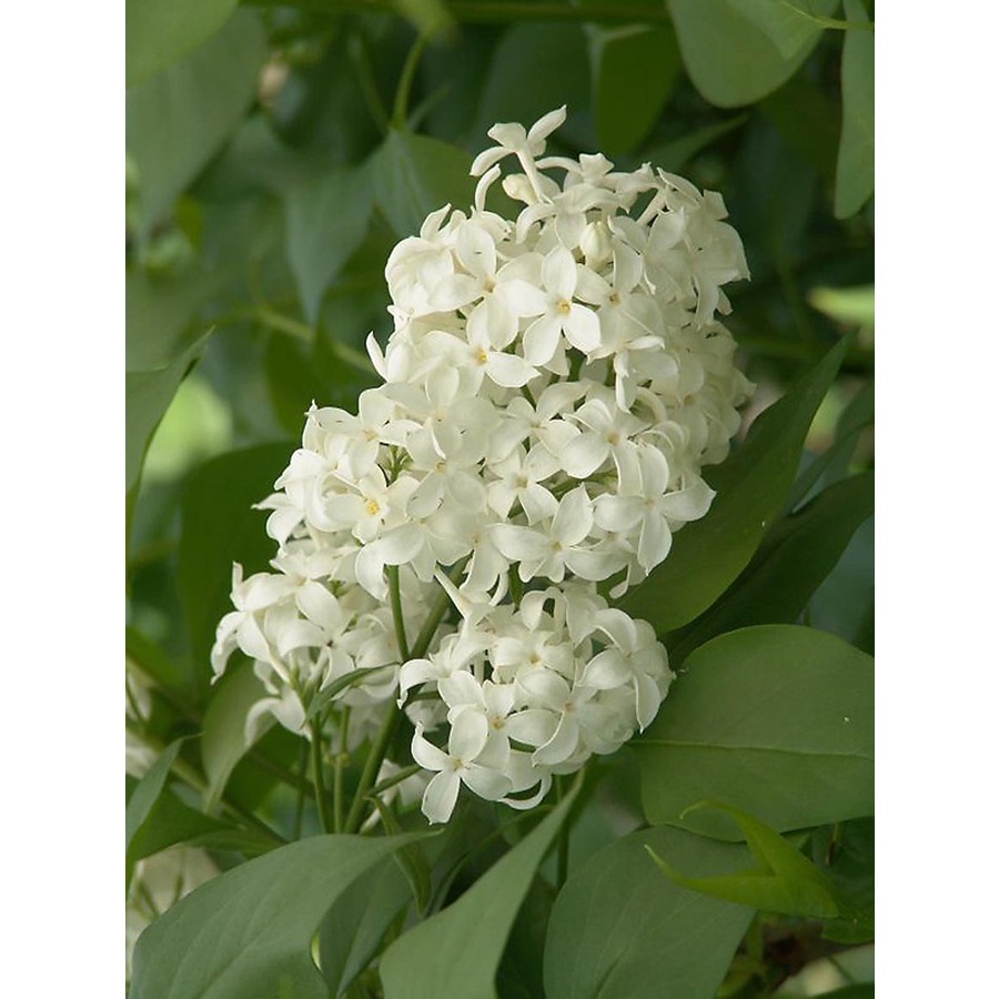 (5) Unroot Cuttings Angel White Lilac ~Pure White~ Branch Bush/Shrub/Tree/Plants