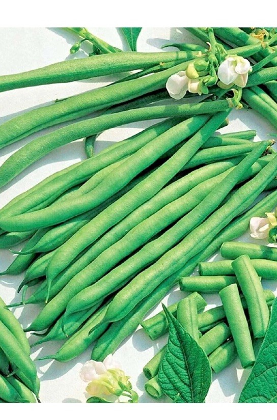 200+ LAKE POLE BEAN SEEDS 🫘 STRINGLESS SNAP | HEIRLOOM NON-GMO | FREE SHIP
