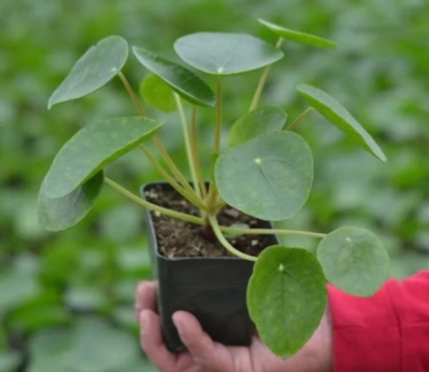 Chinese Money Plant in 4″ pot – Pilea Peperomioides – Live Houseplant
