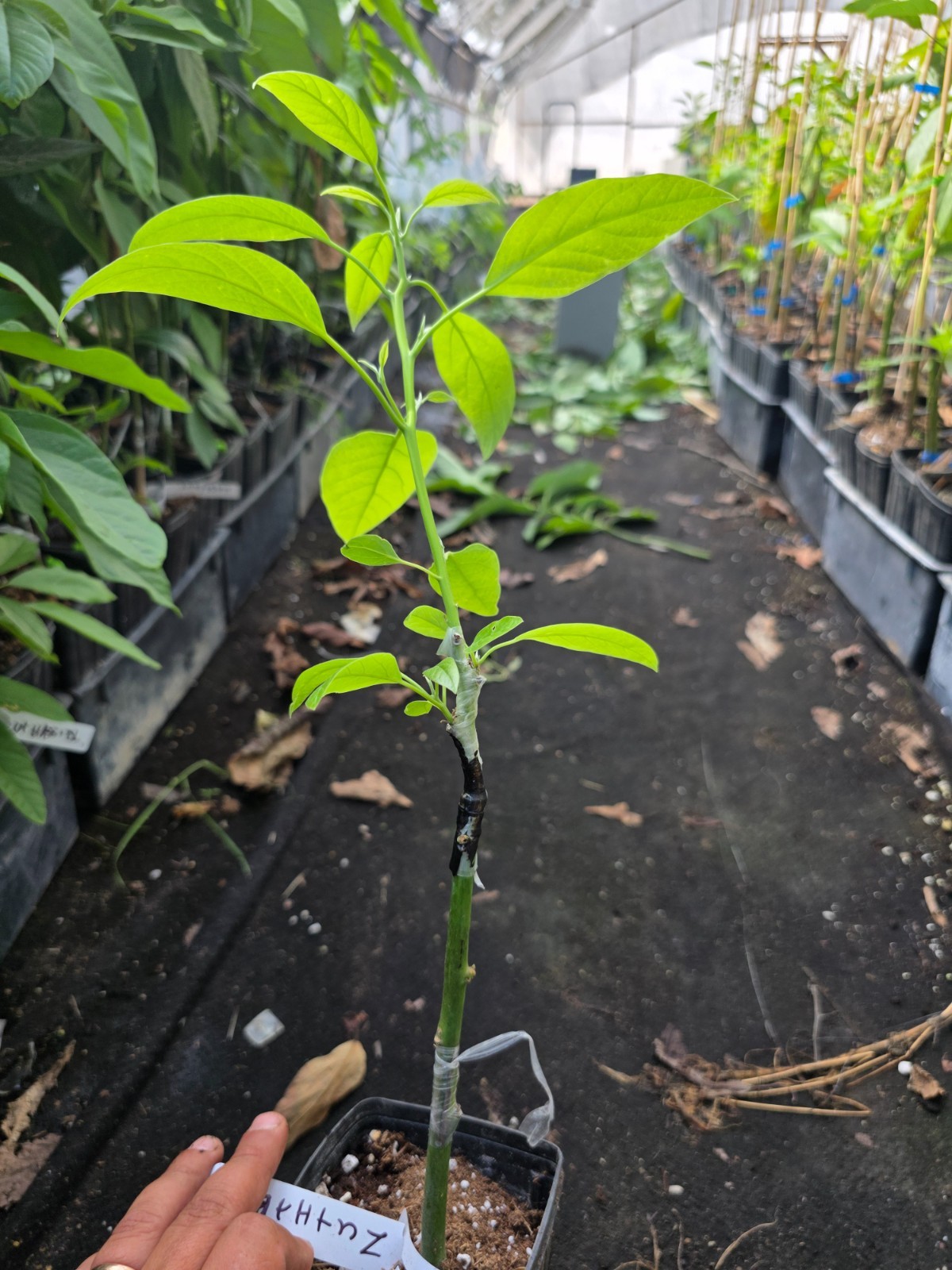 Avocado (Hass) Grafted Plants on Strong Zutano rootstock