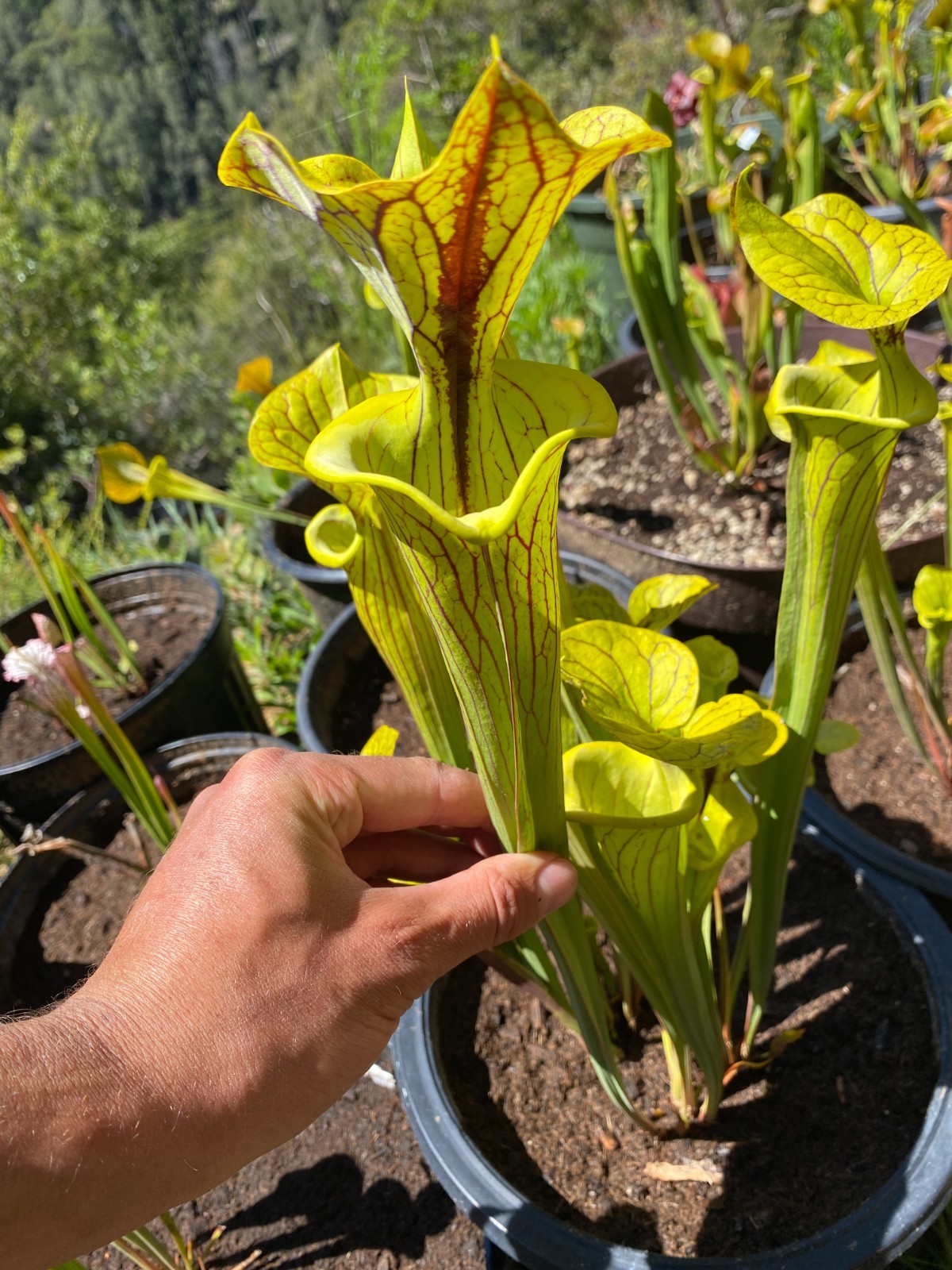 S. flava var ornata ‘Black Veins’ F1, Bulloch Co. GA Medium-Small Divisions