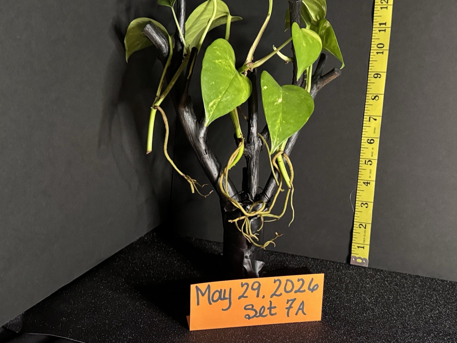 Live Plants With Strong, Healthy Roots