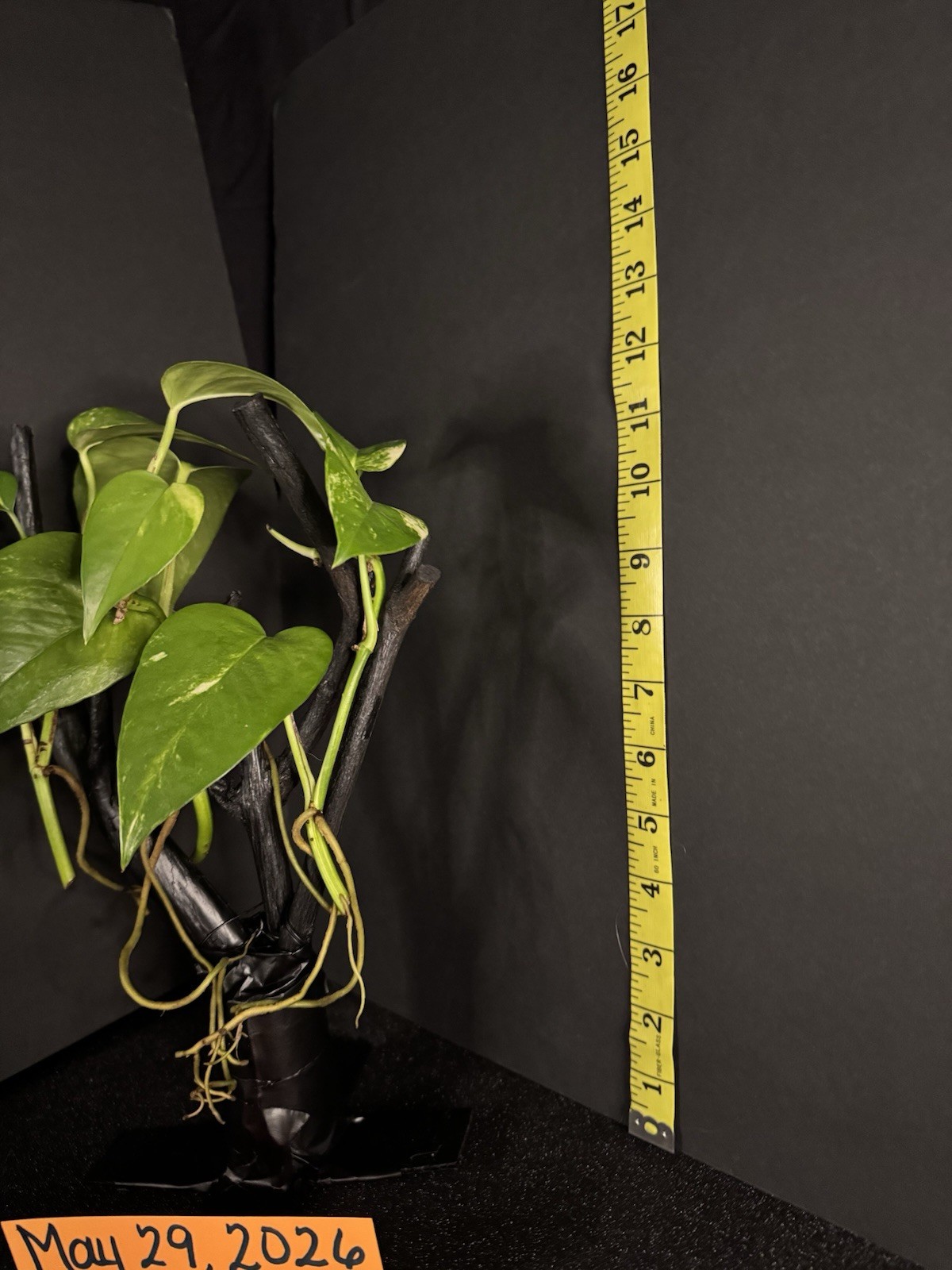 Live Plants With Strong, Healthy Roots