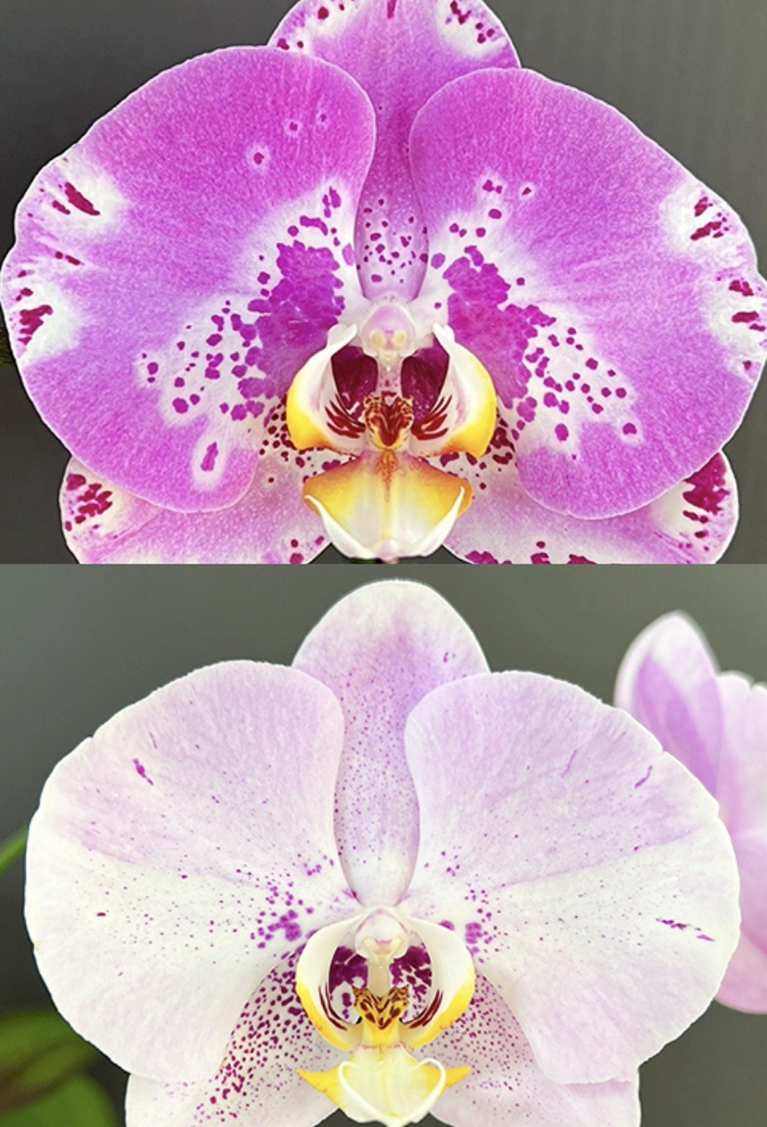 Phal. Miki Comet ‘3205’ , big flowers with splash pattern