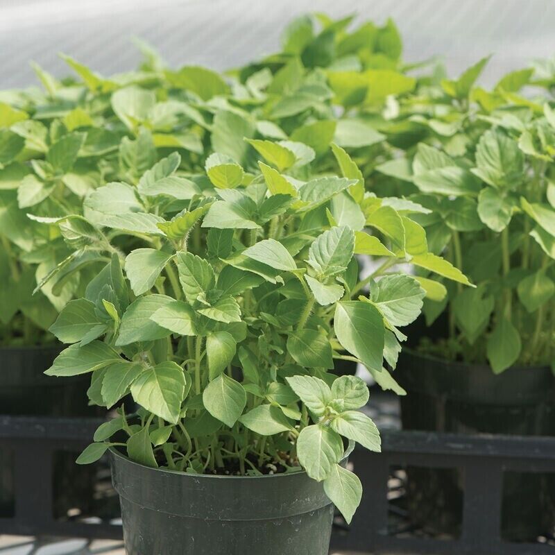 500 + Green Leaf Holy Basil / Krishna Tulsi/Non-GMO / Heirloom / Herb Fresh