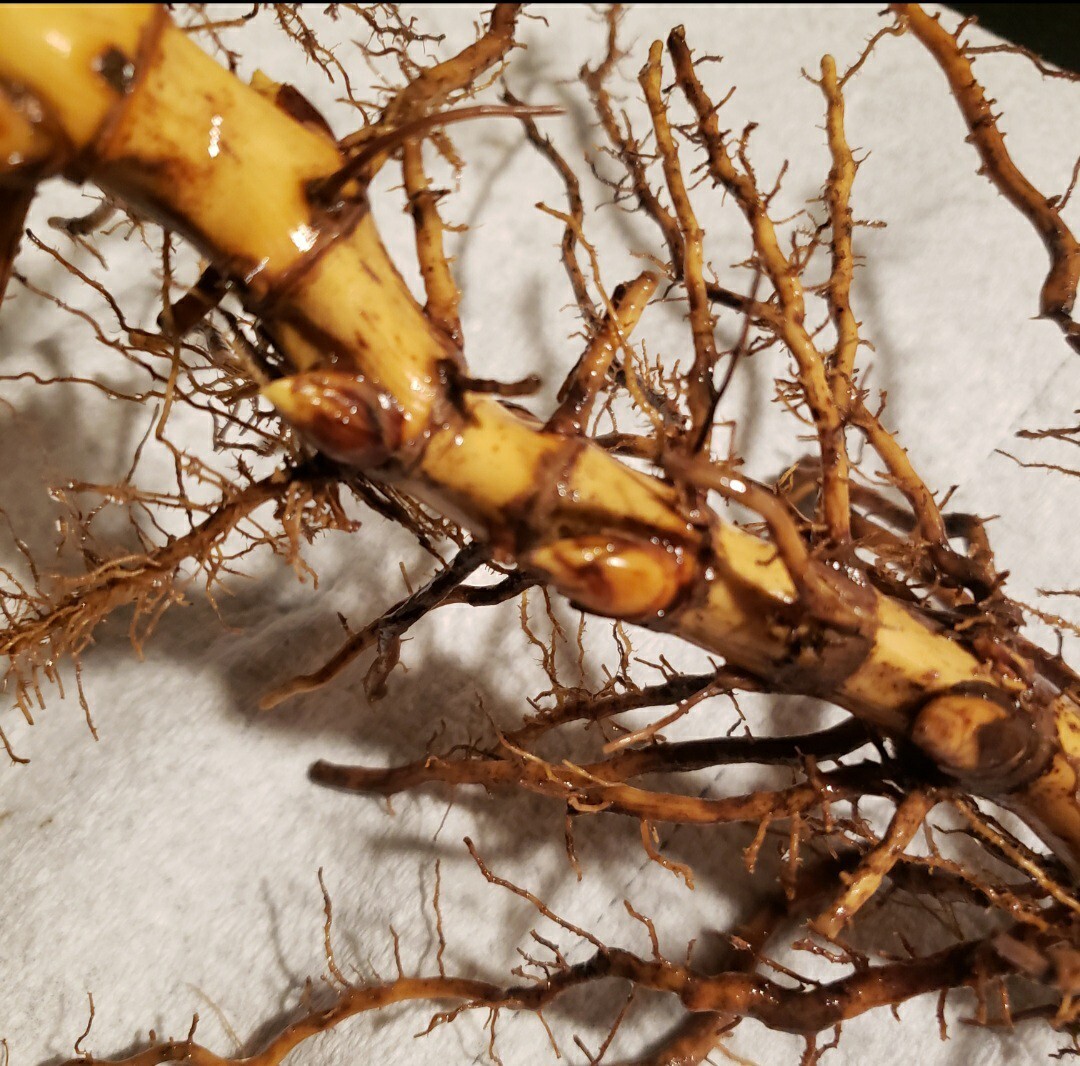 Black Bamboo True Phyllostachys Nigra Live Rhizome Bare Root Starter Plant