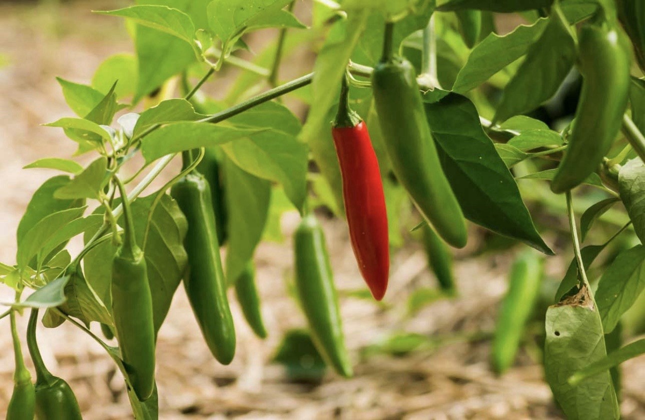 Popular!! 5 Serrano Pepper Plants!! Ready To Ship!! Rooted And Healthy!!