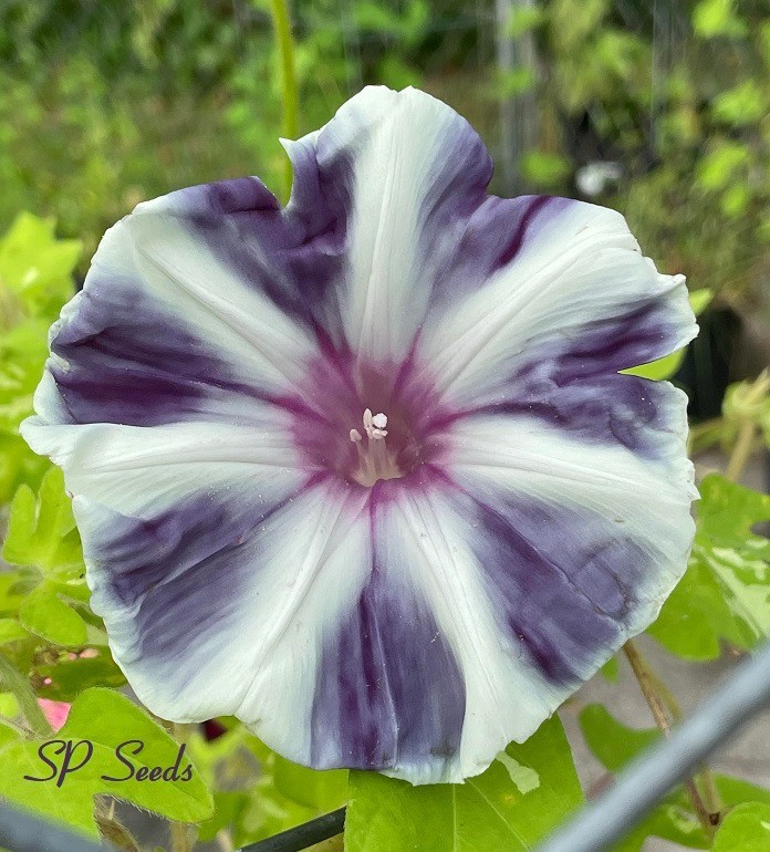 Haiiro no Umi – Japanese Morning Glory – ipomoea NIL – 5 seeds – Seas of Gray