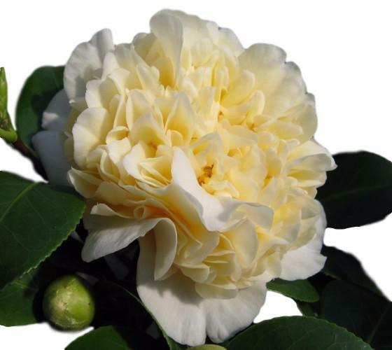 ( 1 ) – Jurys Yellow Camellia Japonica – Starter Plant (LG) ( 1 plant )