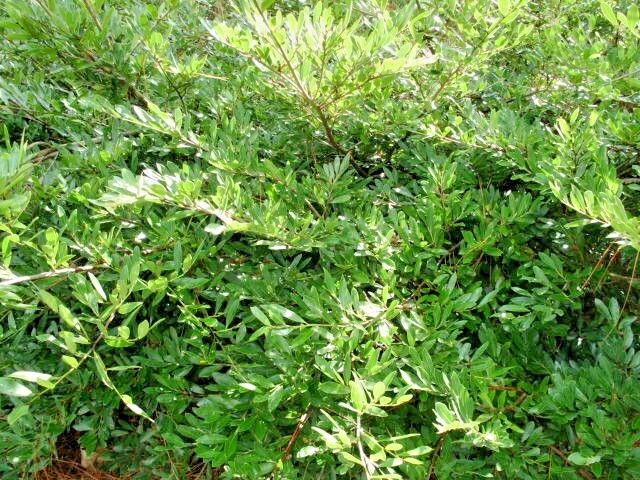 10 BLUE LEAF ISU SEEDS – ( EVERGREEN WITCH HAZEL ) Distylium myricoides