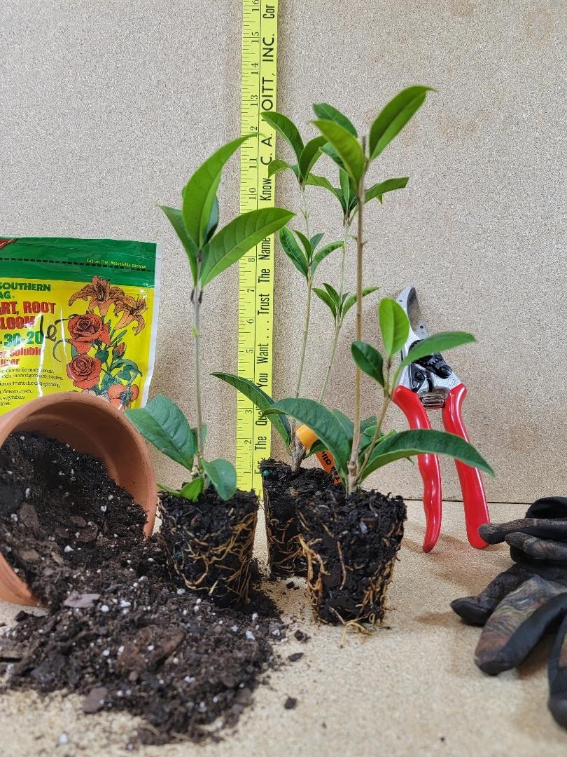 ( 1 ) – Apricot Echo Orange Tea Olive (osmanthus) – Starter Plant ( L4 )