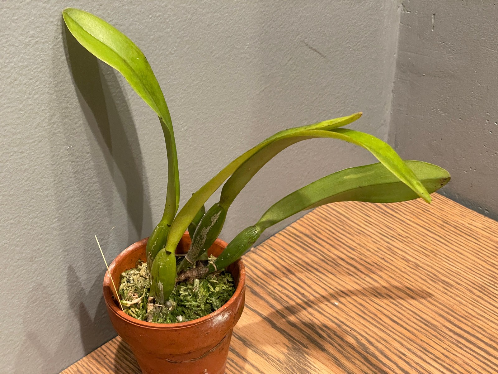 C. trianaei `Jungle Feather’ JC/AOS (A) Original Division Cattleya Orchid Plant