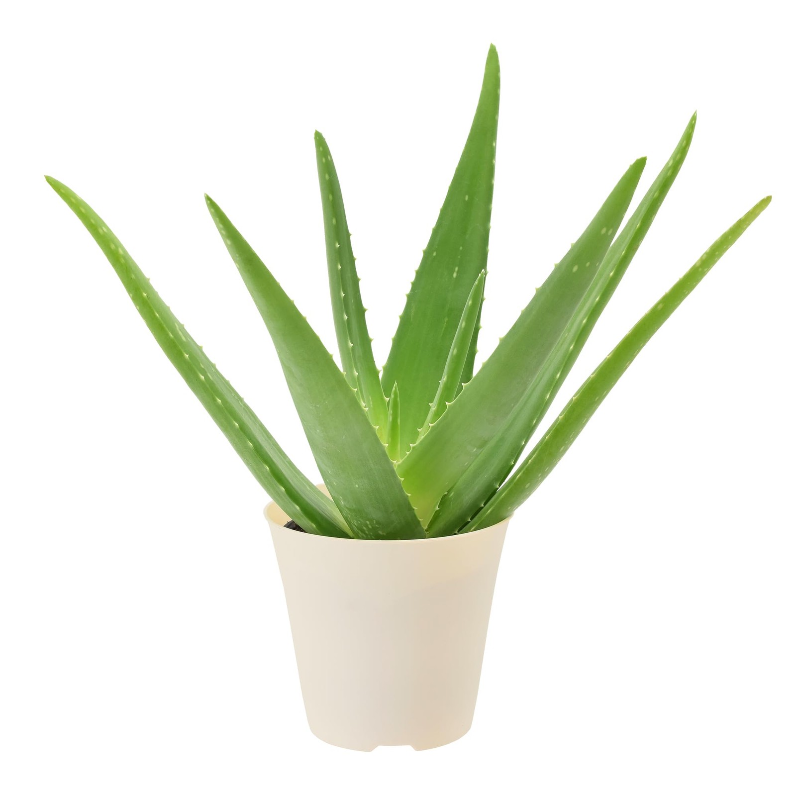 Live Aloe Vera Succulent Easy Indoor Houseplant in Plastic Pot Air Purifying …