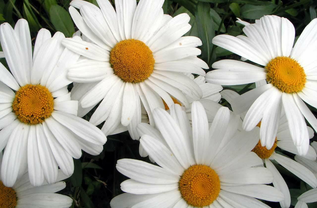 25,000 Shasta Daisy seeds HEIRLOOM USA ORGANIC Butterfly Garden 1 ounce