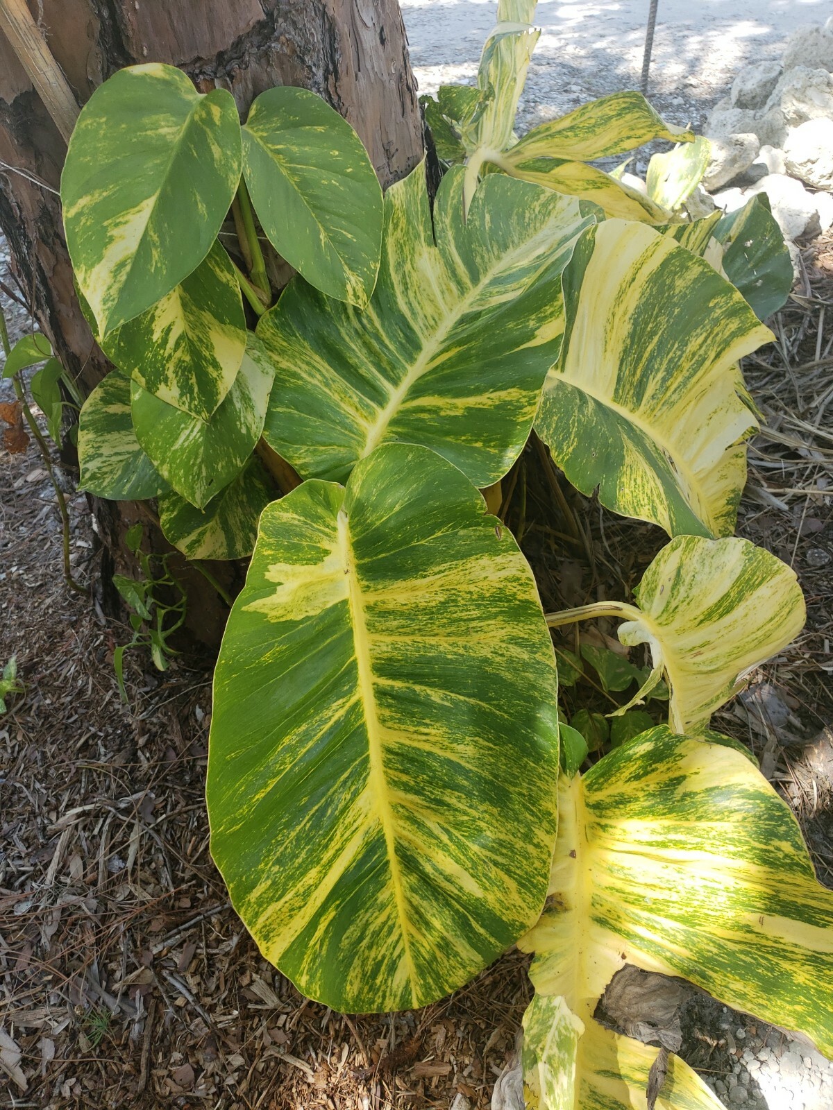 GIANT Variegated Golden Pothos Climbing hawaiian 3 node rooted cutting