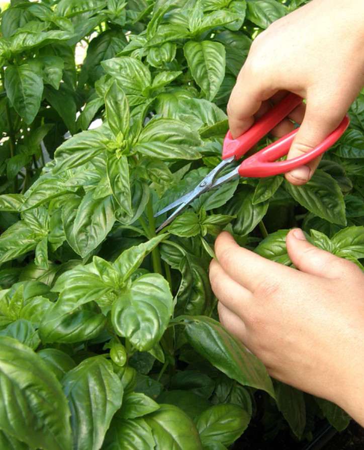 Live Sweet Basil Herb Plant – 8″ Tall – 4″ Pot – Fresh Culinary Herb